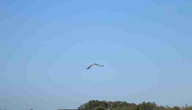 Eagle released after rescue