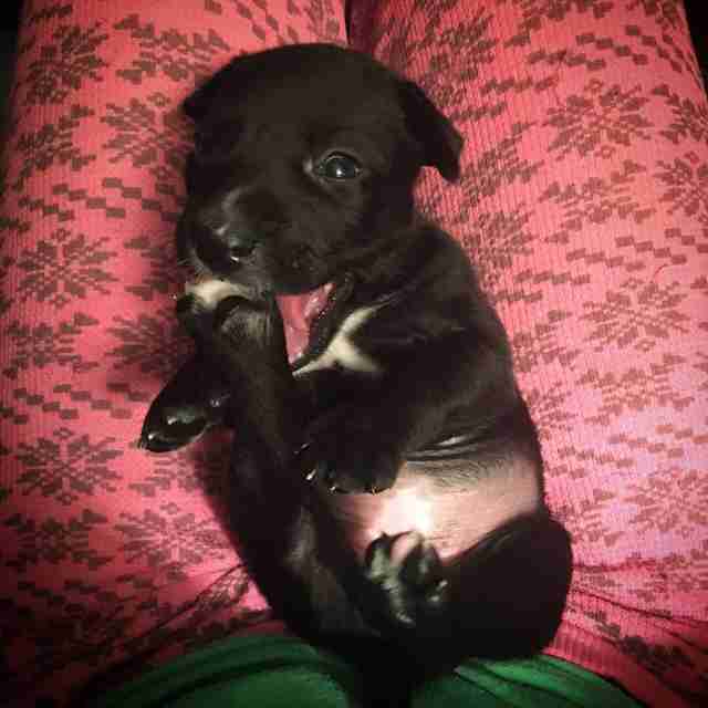 mr. bones puppies