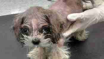 Pippin the Lhasa apso puppy after he was found in Bradford garden