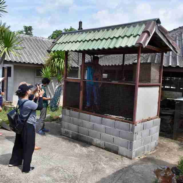Shed where pet macaque lived before rescue