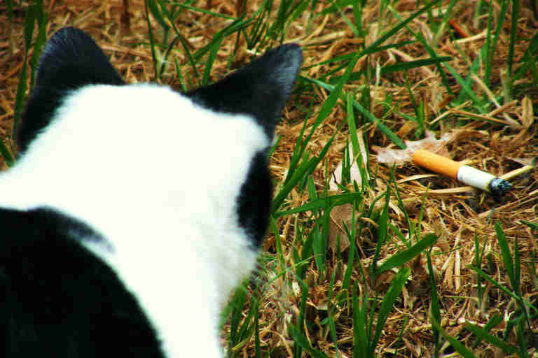 Black and white cat with cigarette butt