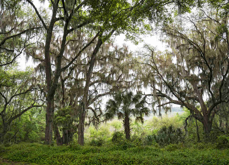 kanapaha botanical gardens
