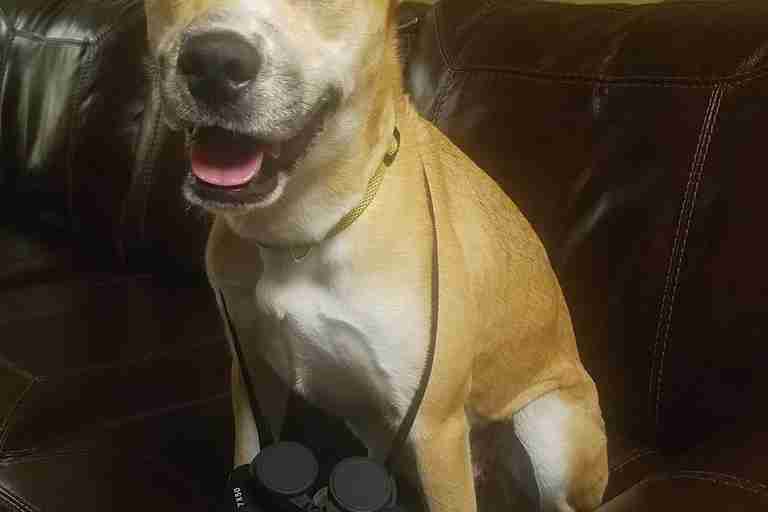 Foster dog Bayley with binoculars
