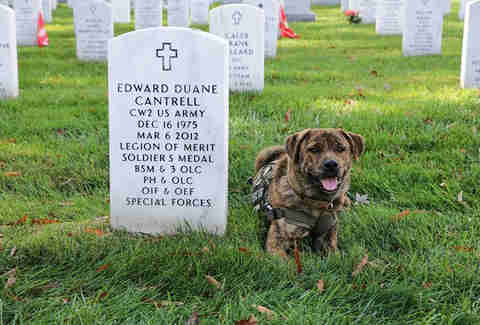service dog in military cemetery