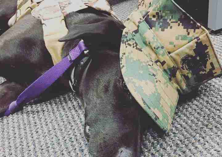 black labrador veteran assistance dog
