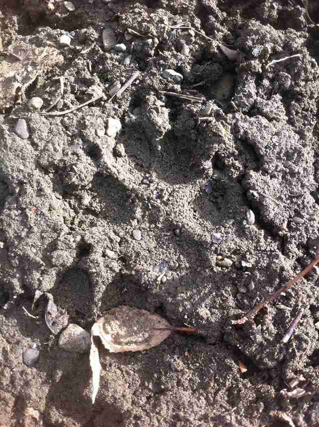 A dog's footprints in the mud