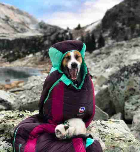 Dog and cat cuddled up in sleeping bag together