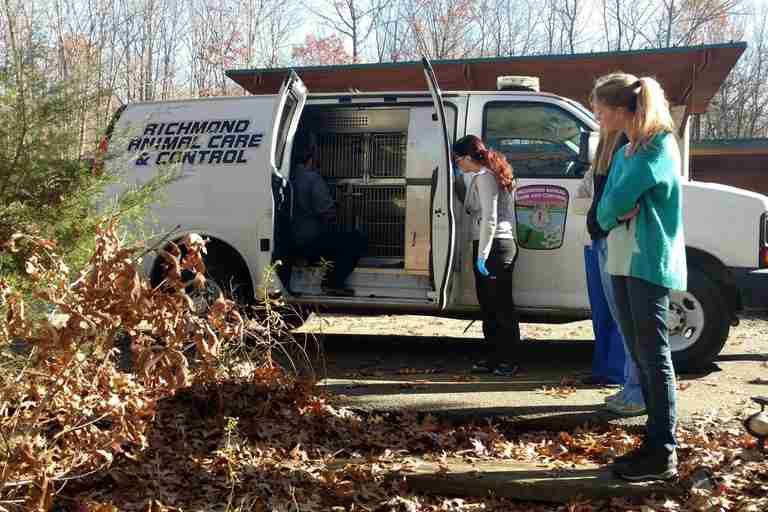 Bobcat in Richmond Animal Control Van