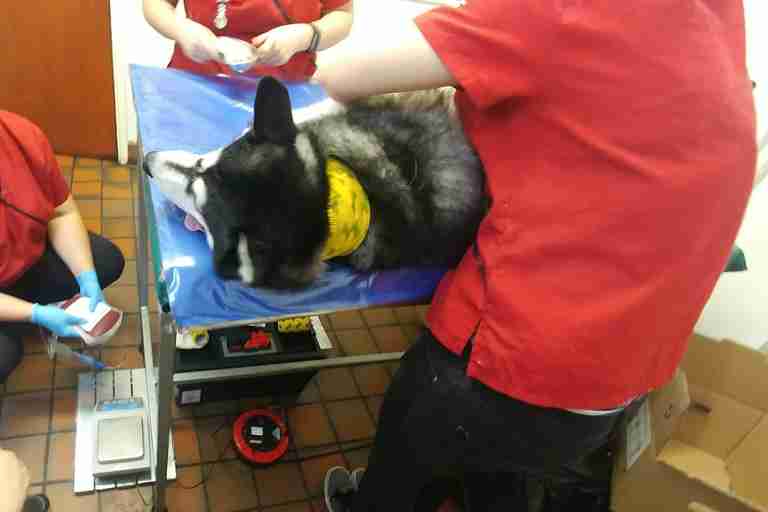 Glitch gives blood at Pet Blood Bank UK