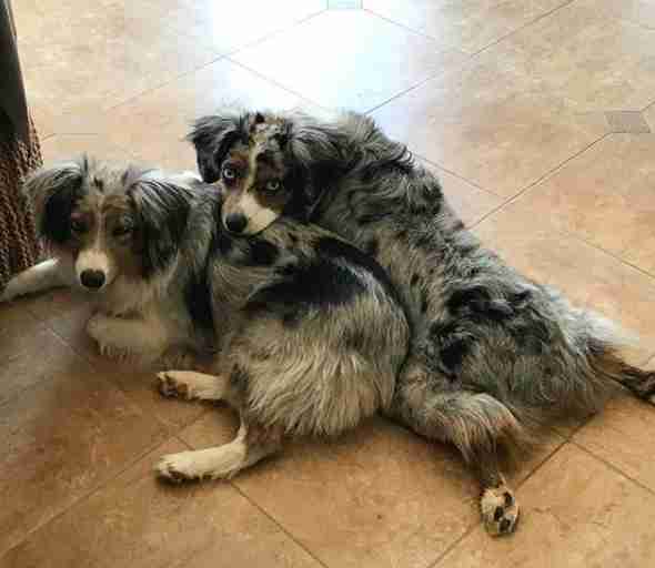 blind dog and her sister