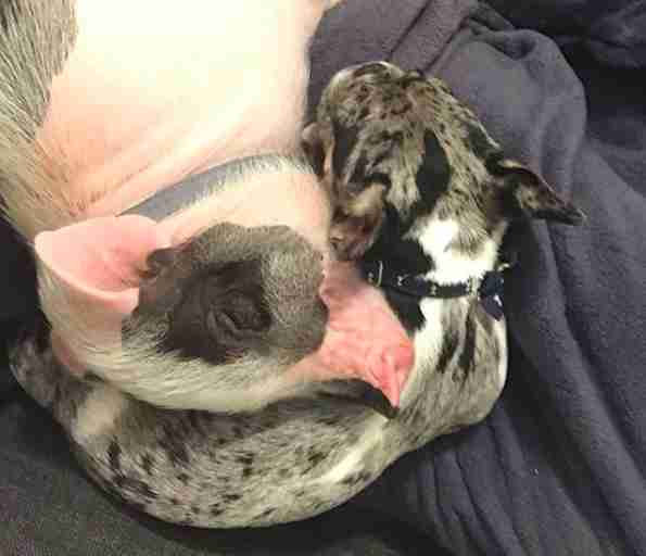 dog and pig best friends
