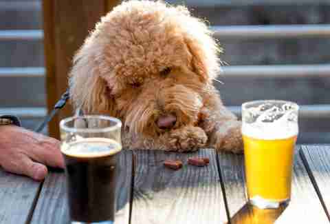 Georgia Beer Garden Atlanta