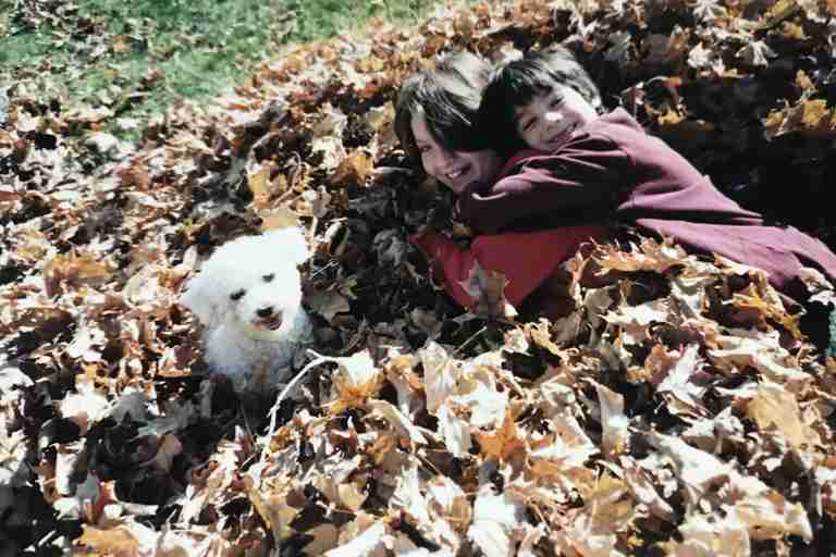 Lily and brother Zack in a leaf pile with bichon frise, Taco