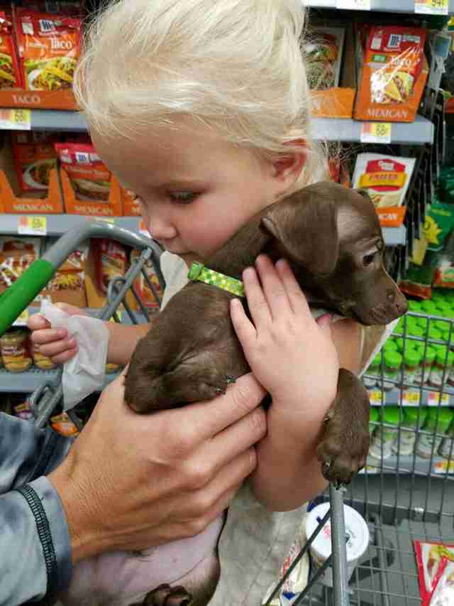 loki chihuahua mix puppy