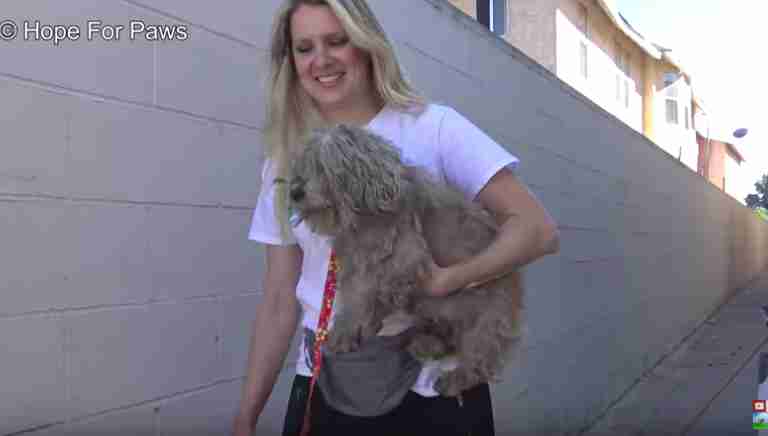 injured dog rescued