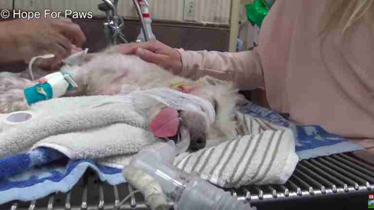 injured dog rescued