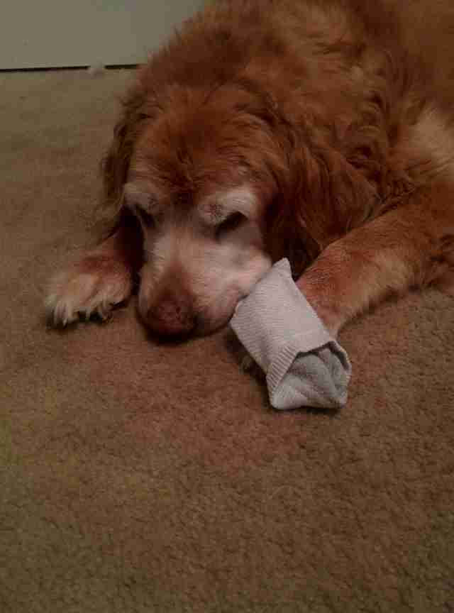 dog sleeps with dad's shirt every night