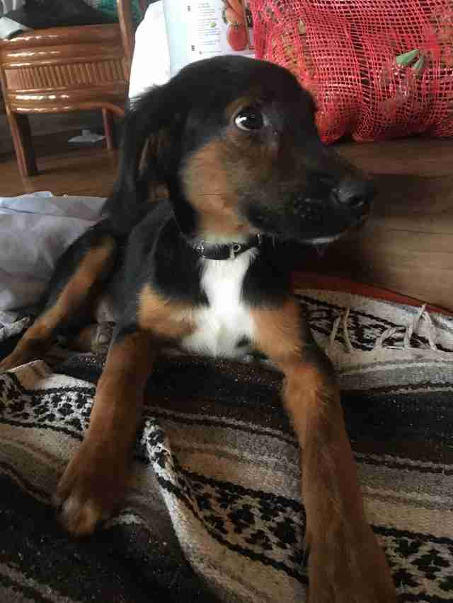 Puppy rescued from pig sty in Costa Rica