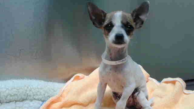 Small dog with collar around his neck
