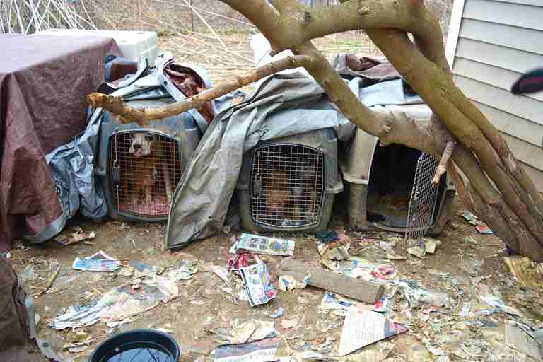 Dogs in crates on property in Bates County, Missouri