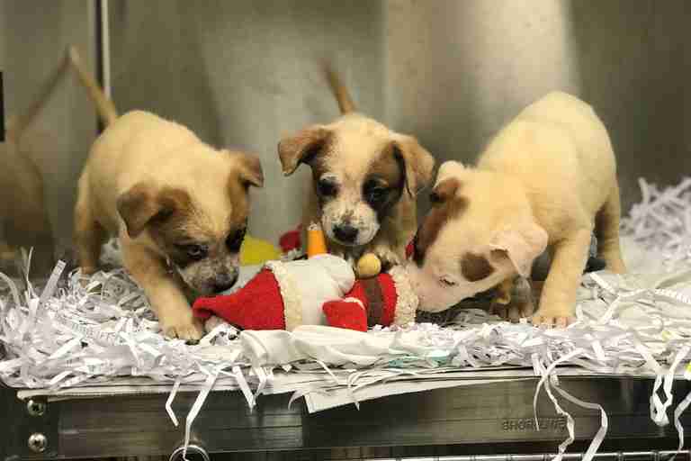 Rescued puppies play in their kennel at the Humane Society of Missouri