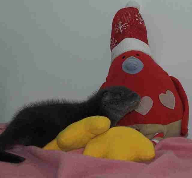 baby otter gets a stuffed robin friend