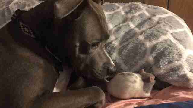 dog cats and rats