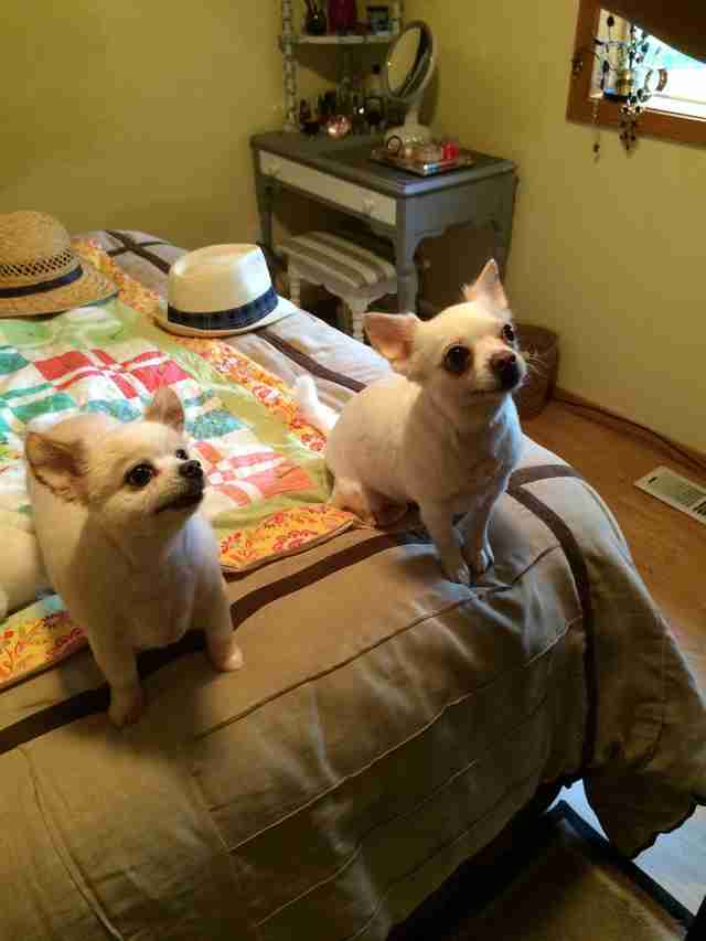 Rescue Chihuahuas