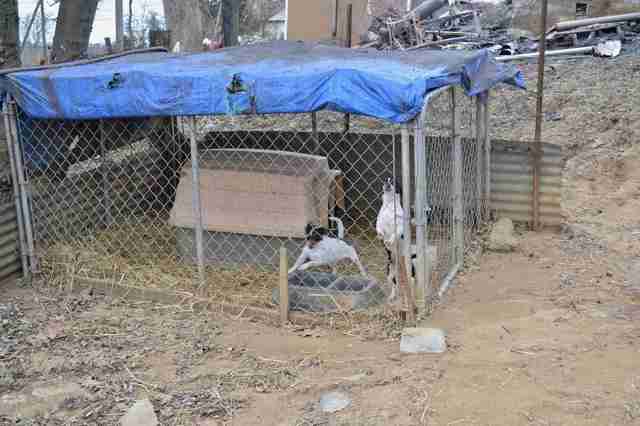 Animals found by burned down house in Illinois
