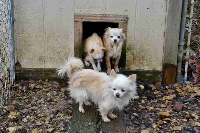 Dogs rescued from Tennessee backyard breeder