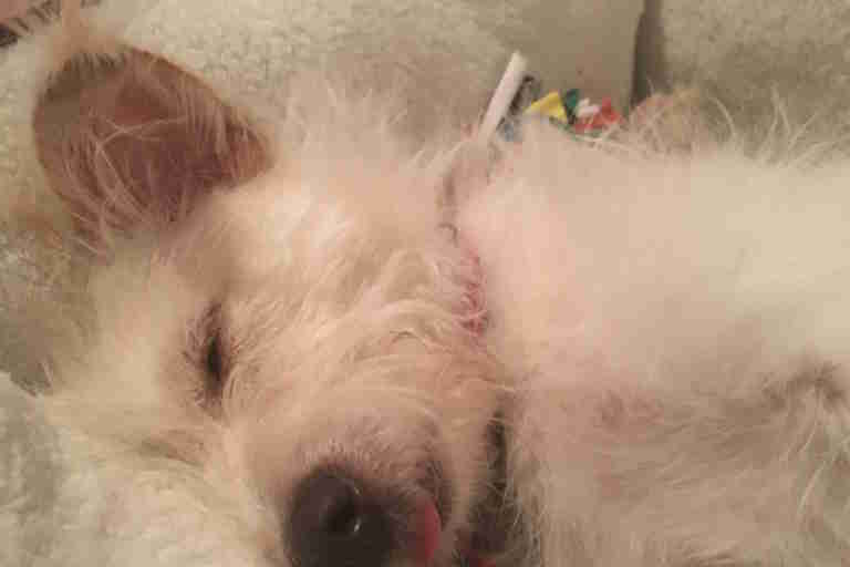 Darcy sleeps with her tongue out