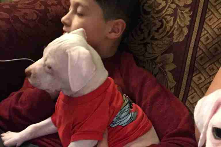 rhett puppy carried in sling