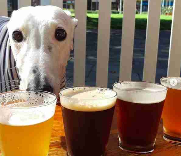 Salty the greyhound at bar