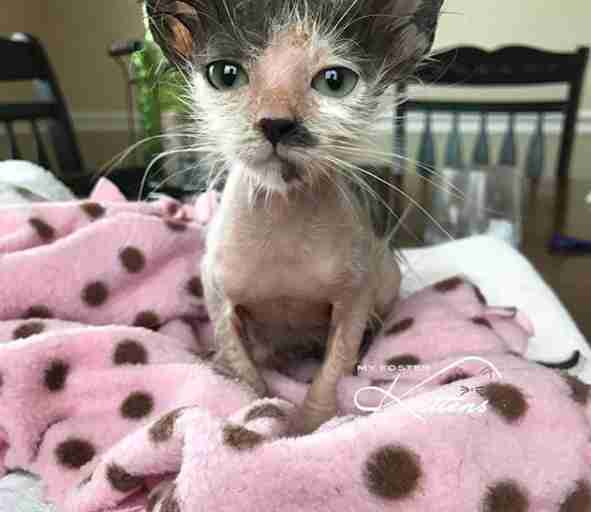 sick kitten