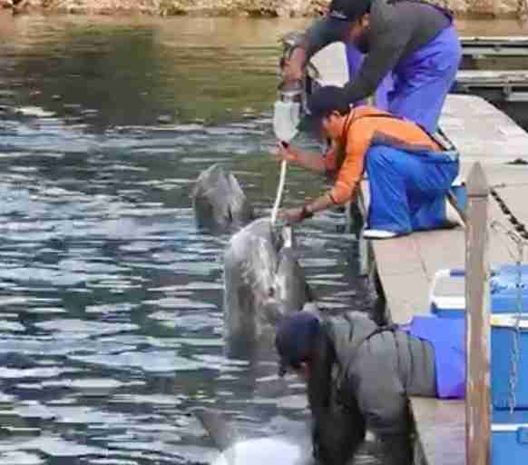 Trainers feeding captive dolphins