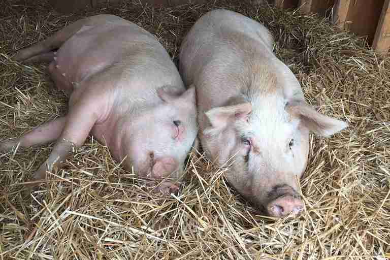 pig rescue tennessee