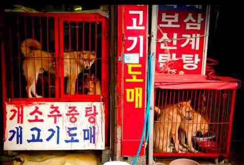 Dogs from the meat trade