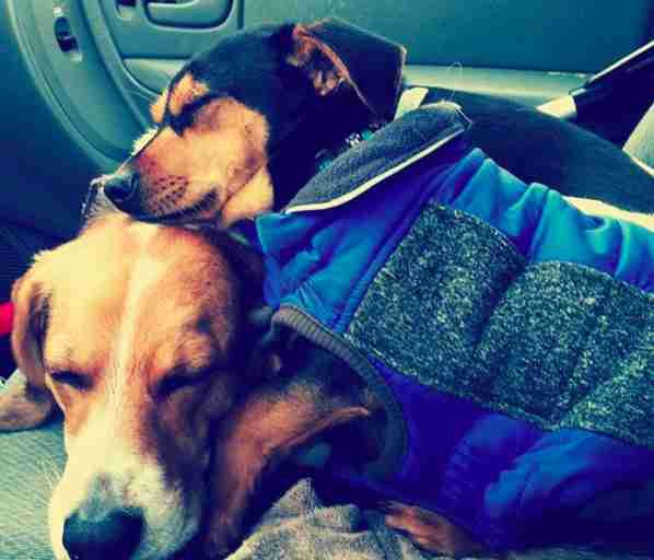 Moo-tae and dog brother Theo