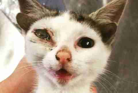 Frankie before his eye was removed