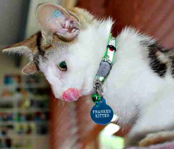 Frankenkitten