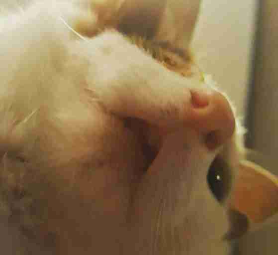 Frankie's overbite