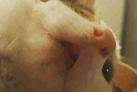 Frankie's overbite