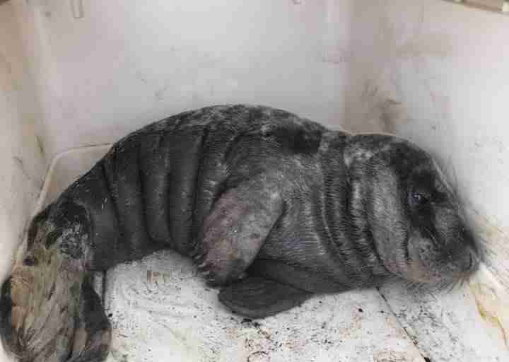 Gray seal in kennel