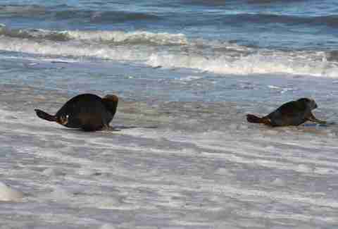 Gray seals playing on the beach
