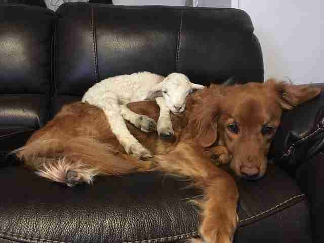 Lamb sleeping on Golden Retriever