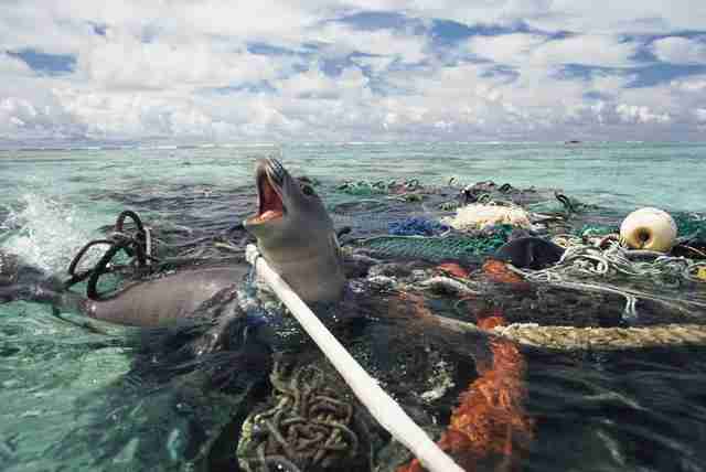 Sea lion with injuries from a net