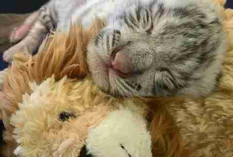 Kylo Ren the tiger snuggles a lion stuffed toy