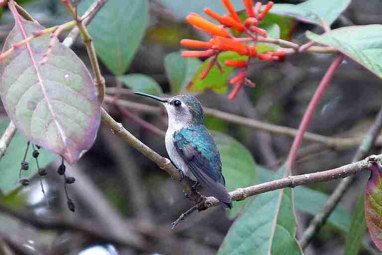 A bee hummingbird perched on a branch