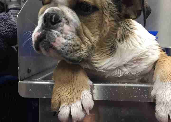 special needs bulldog works at vet practice
