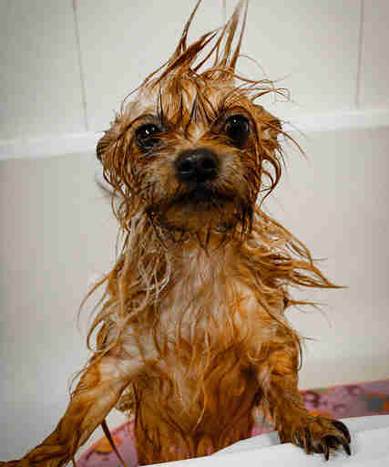 small dog taking a bath